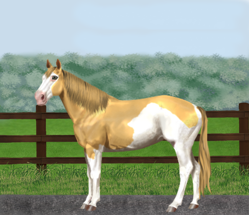 horse image