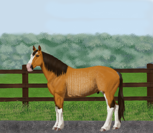 horse image