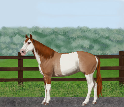 horse image