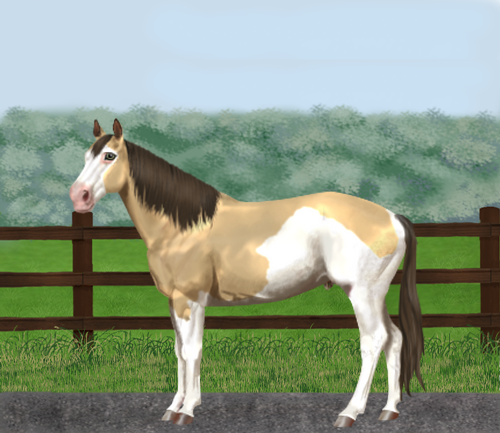 horse image