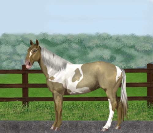 horse image