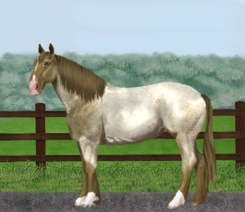 horse image