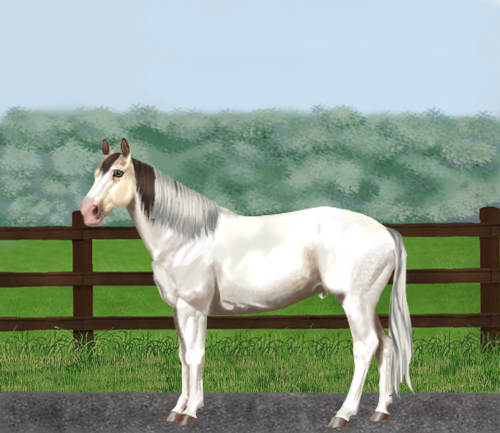 horse image