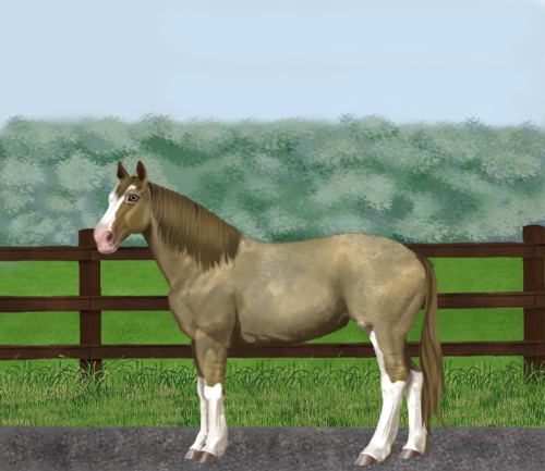 horse image