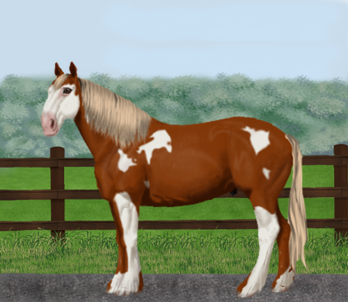 horse image