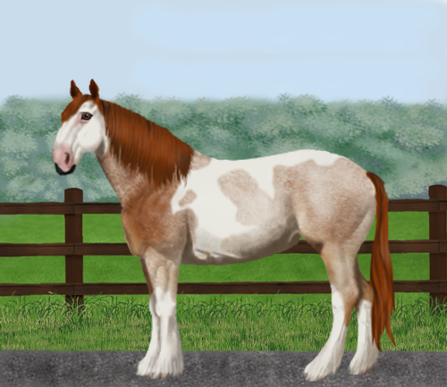 horse image