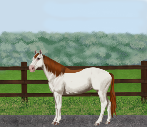 horse image