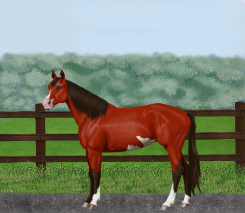 horse image