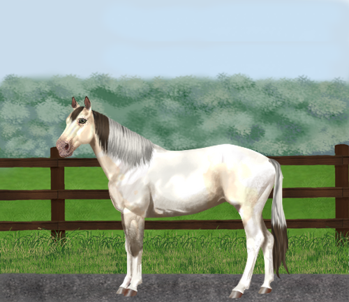 horse image