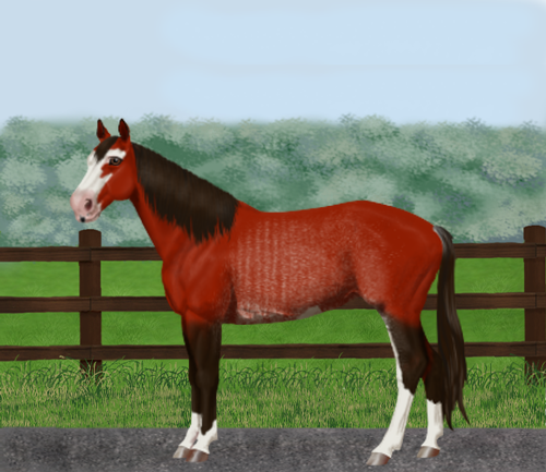 horse image