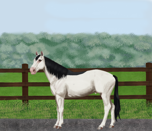 horse image