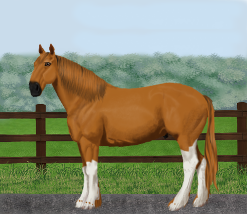 horse image