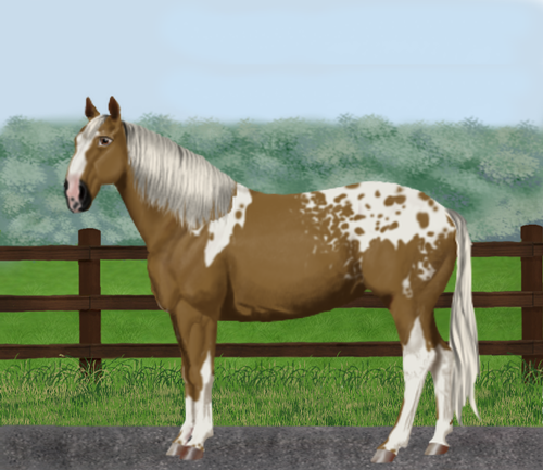 horse image