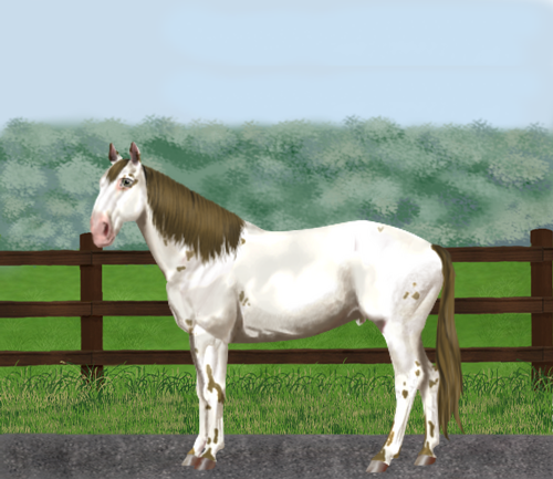 horse image