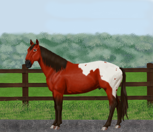 horse image