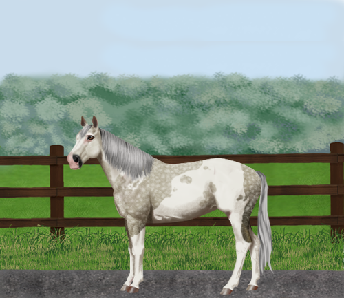 horse image