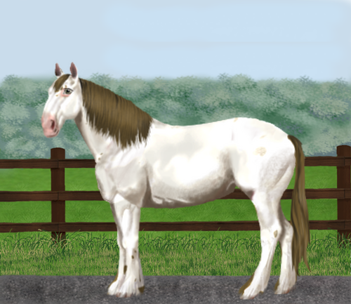 horse image