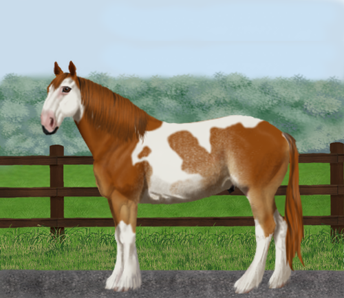 horse image