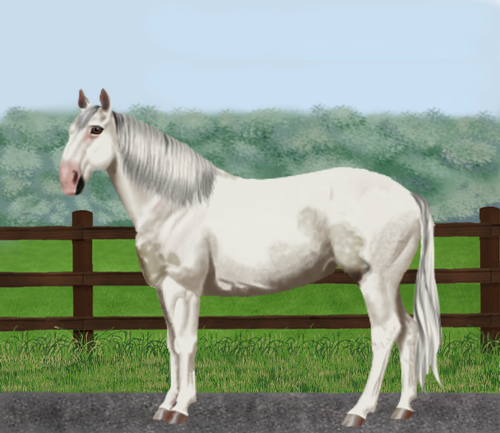 horse image