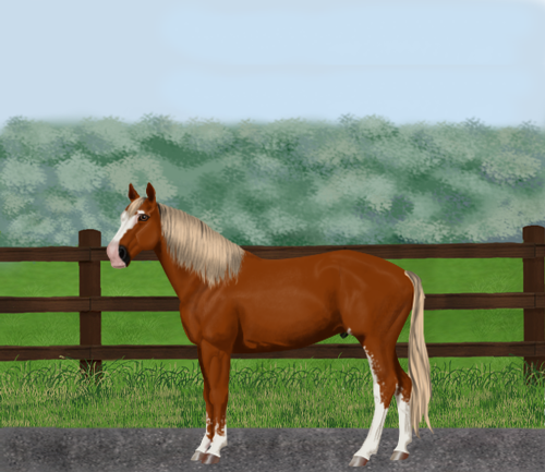 horse image