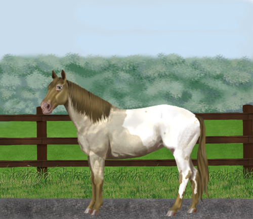 horse image