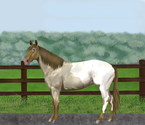 horse image