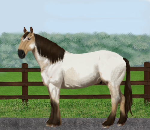 horse image