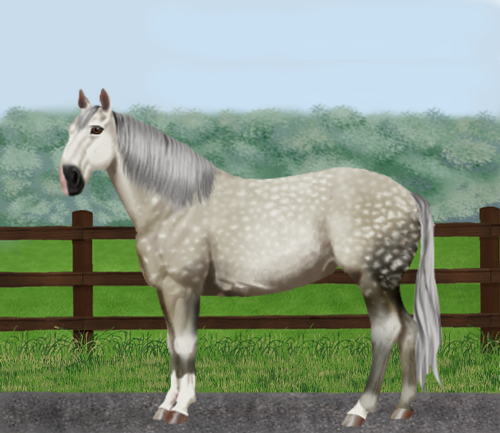 horse image