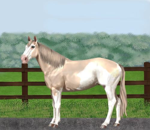 horse image