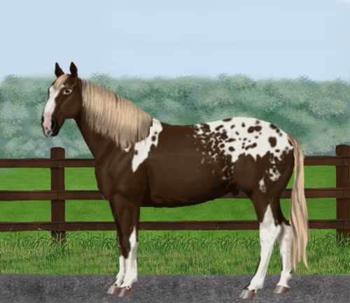 horse image