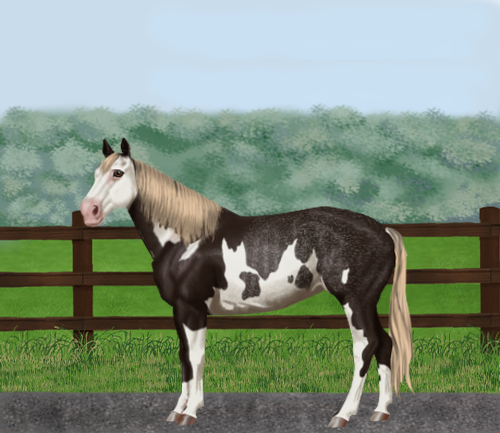 horse image