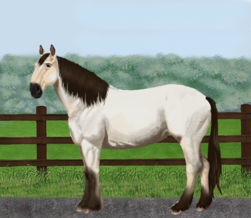 horse image