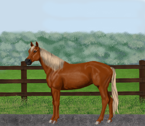 horse image