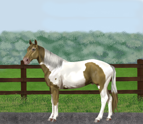 horse image