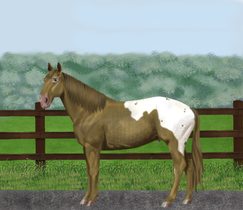 horse image