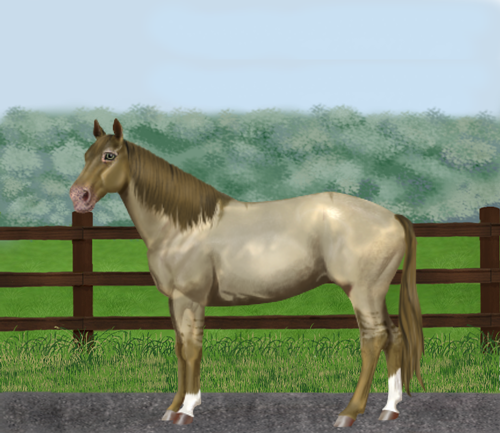 horse image