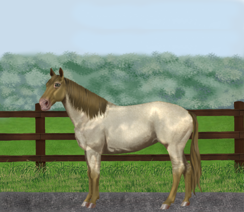 horse image