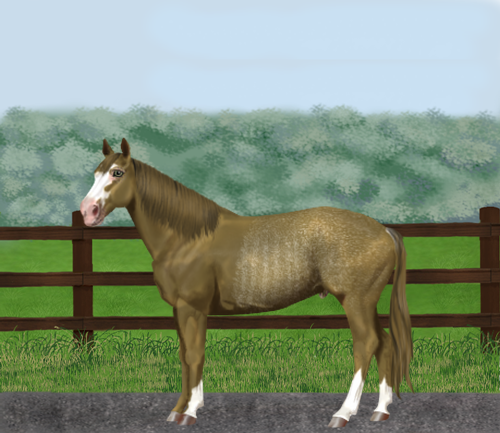 horse image