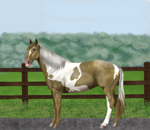 horse image