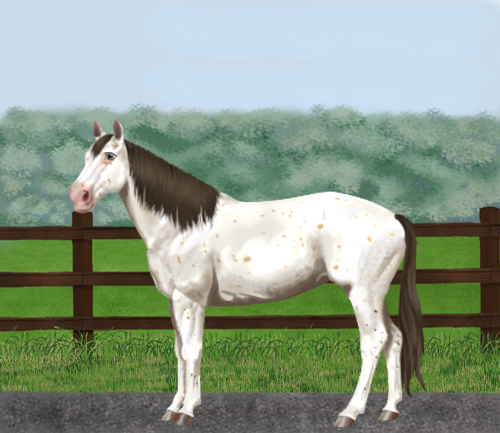 horse image