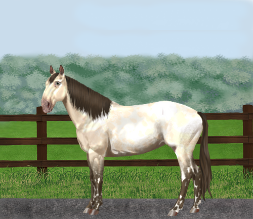 horse image