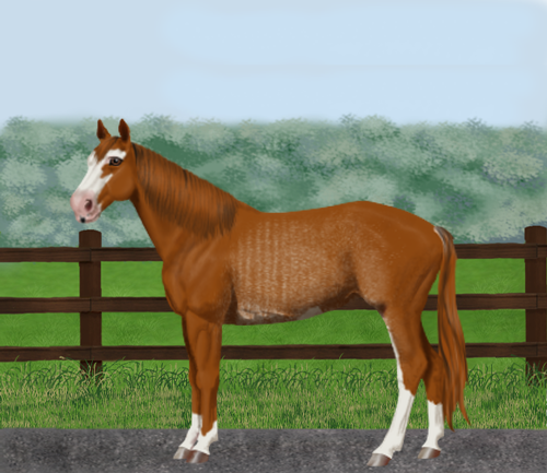 horse image