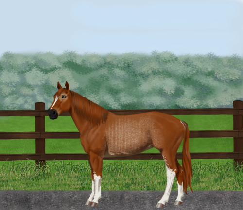 horse image