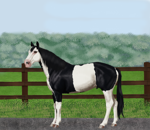 horse image