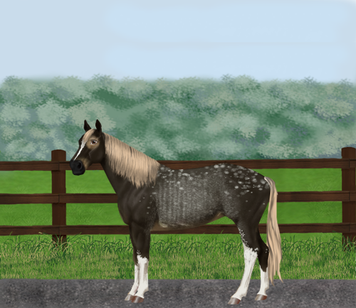 horse image