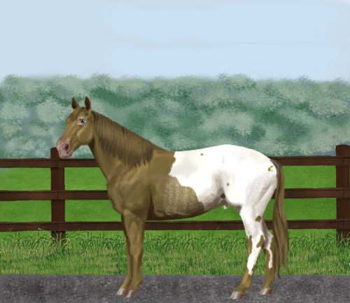 horse image