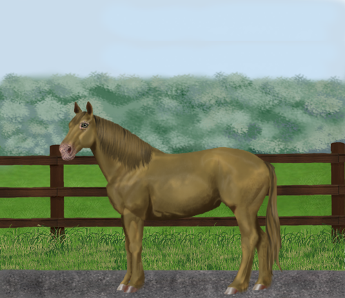 horse image