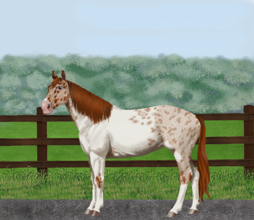 horse image