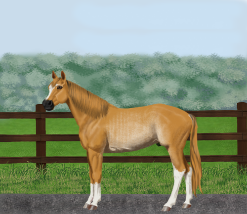 horse image