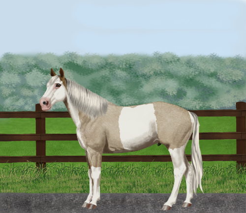 horse image